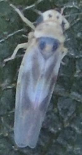 Arboridia sp.